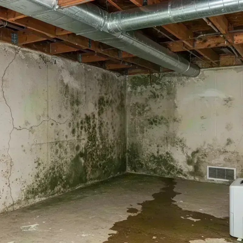 Professional Mold Removal in Foxborough, MA